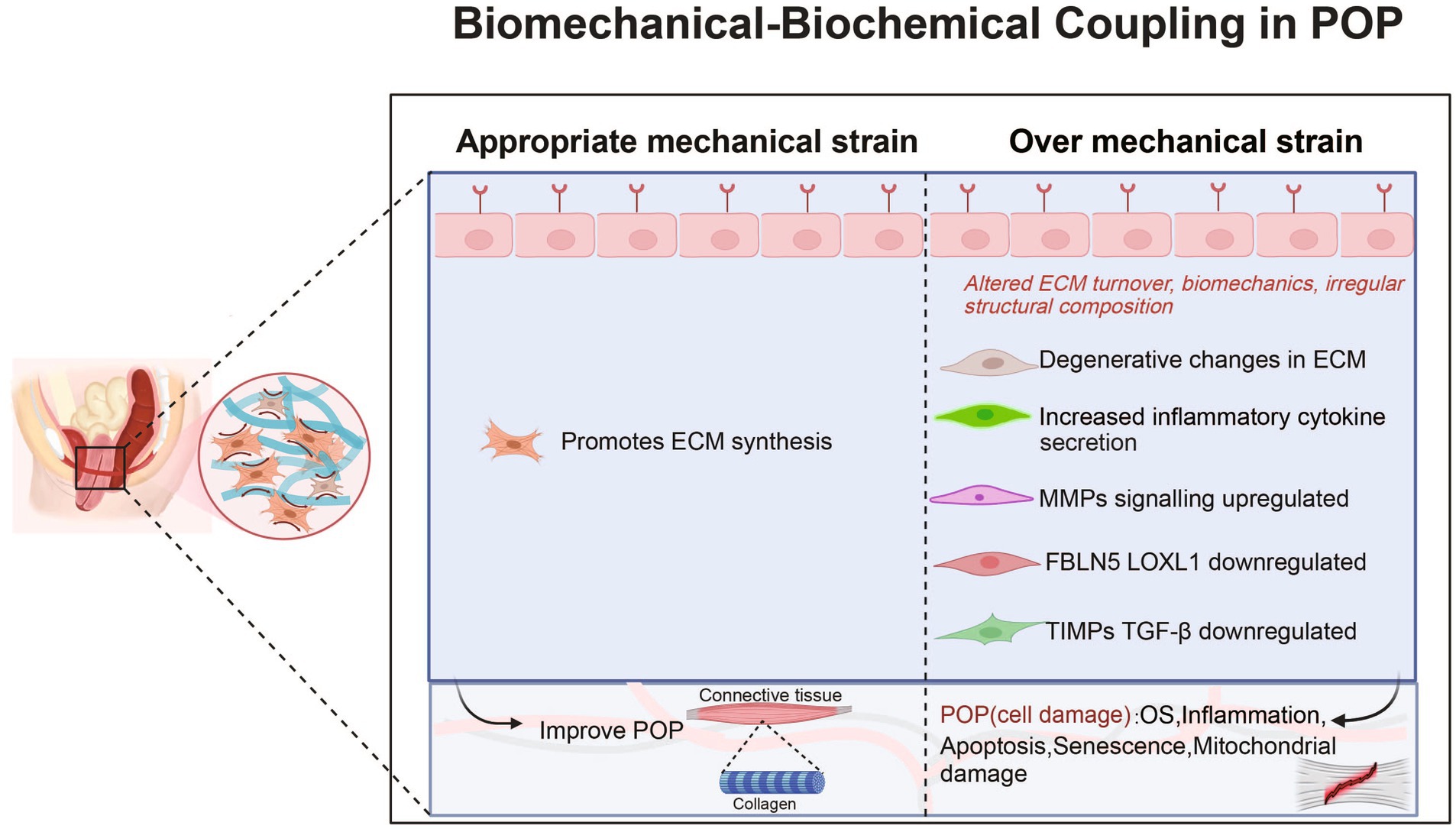Frontiers  Roles and mechanisms of biomechanical-biochemical