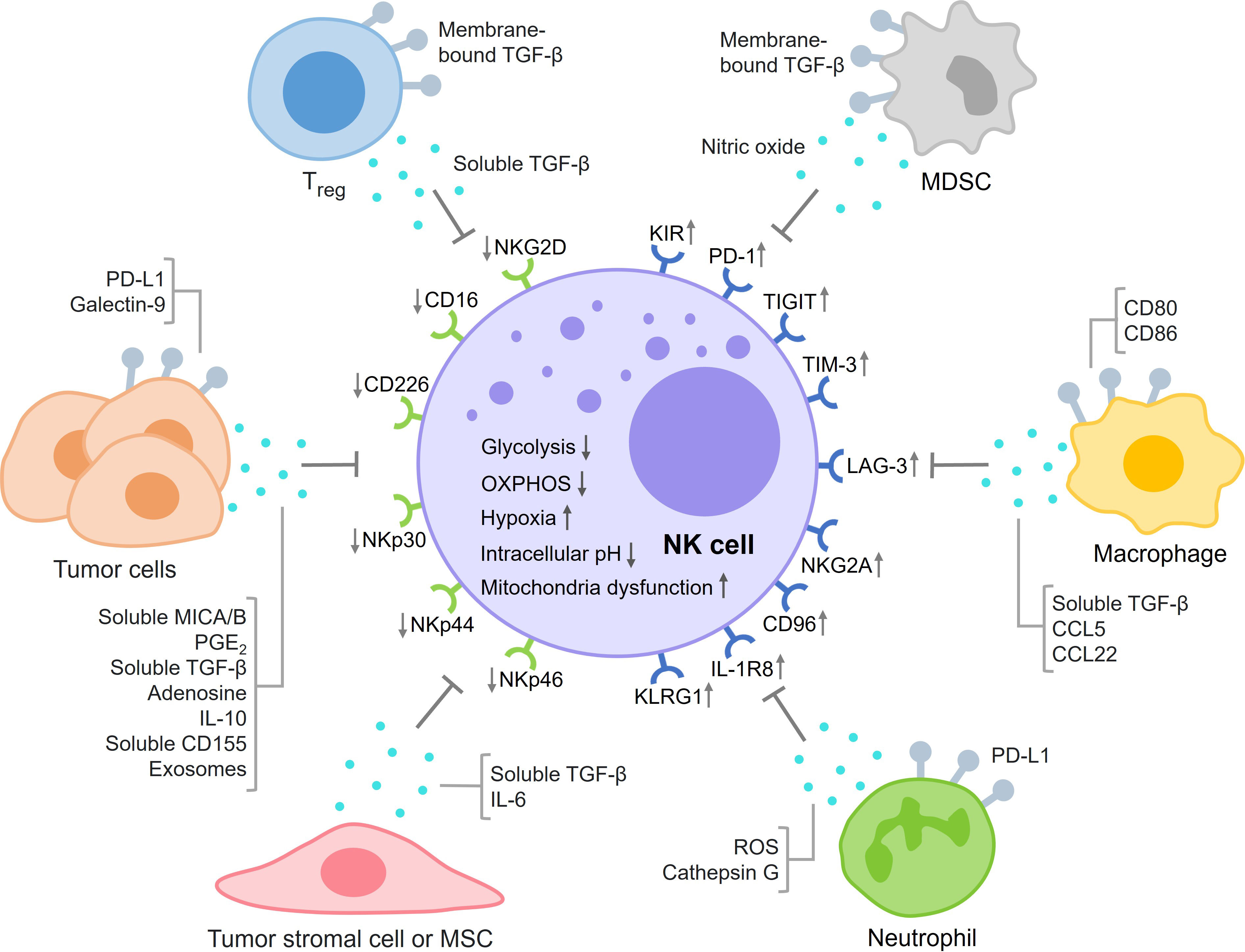 Frontiers | NK cell exhaustion in the tumor microenvironment