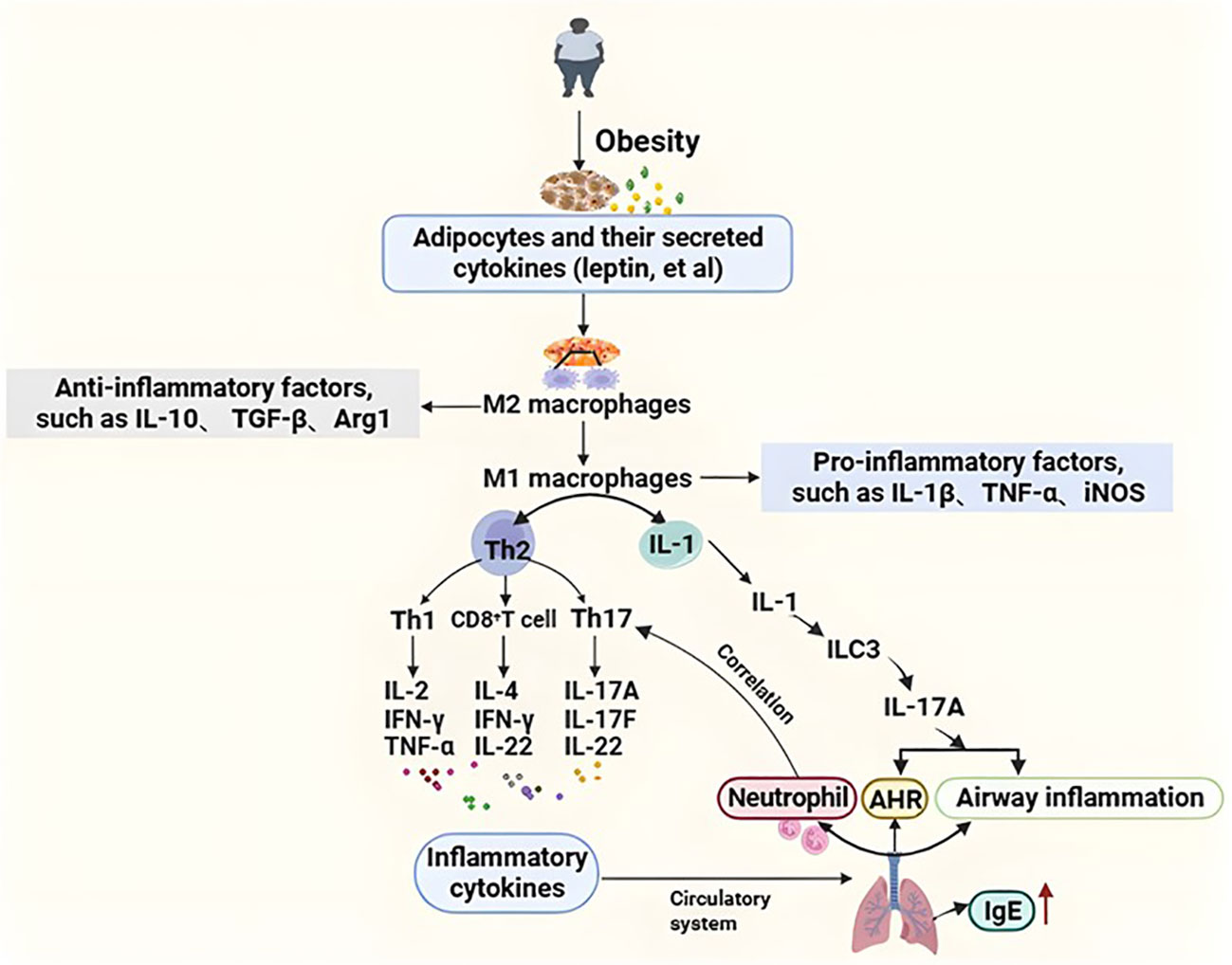 Frontiers | Obesity-related asthma and its relationship with 