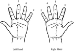 Frontiers | Intermanual transfer and bilateral cortical plasticity is ...