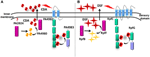 Frontiers | Dissection of the cis-2-decenoic acid signaling network in ...