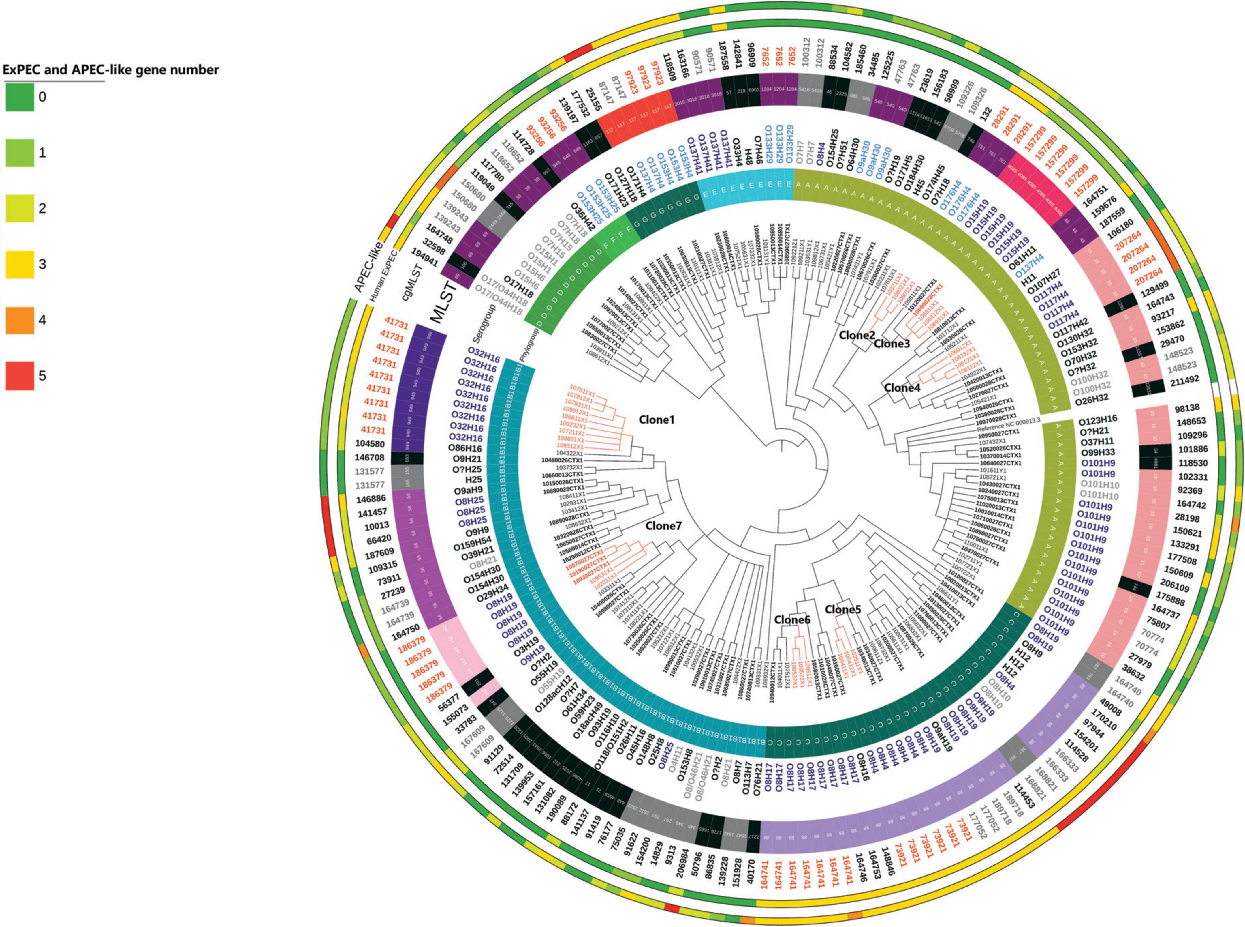 Frontiers | Clonal and plasmidic dissemination of critical