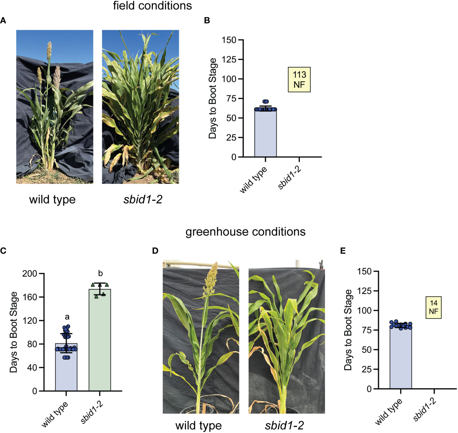 Frontiers | Sorghum bicolor INDETERMINATE1 is a conserved primary 