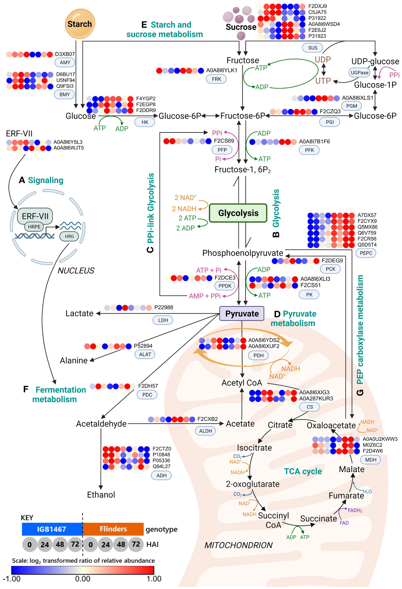 Frontiers | Proteomic exploration reveals a metabolic rerouting due to ...