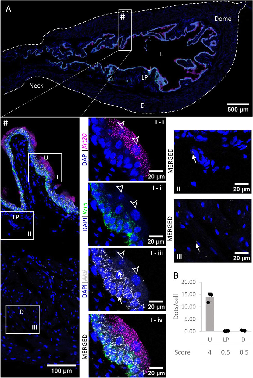 Functional nitrergic innervation of smooth muscle structures in the mucosa  of pig lower urinary tract
