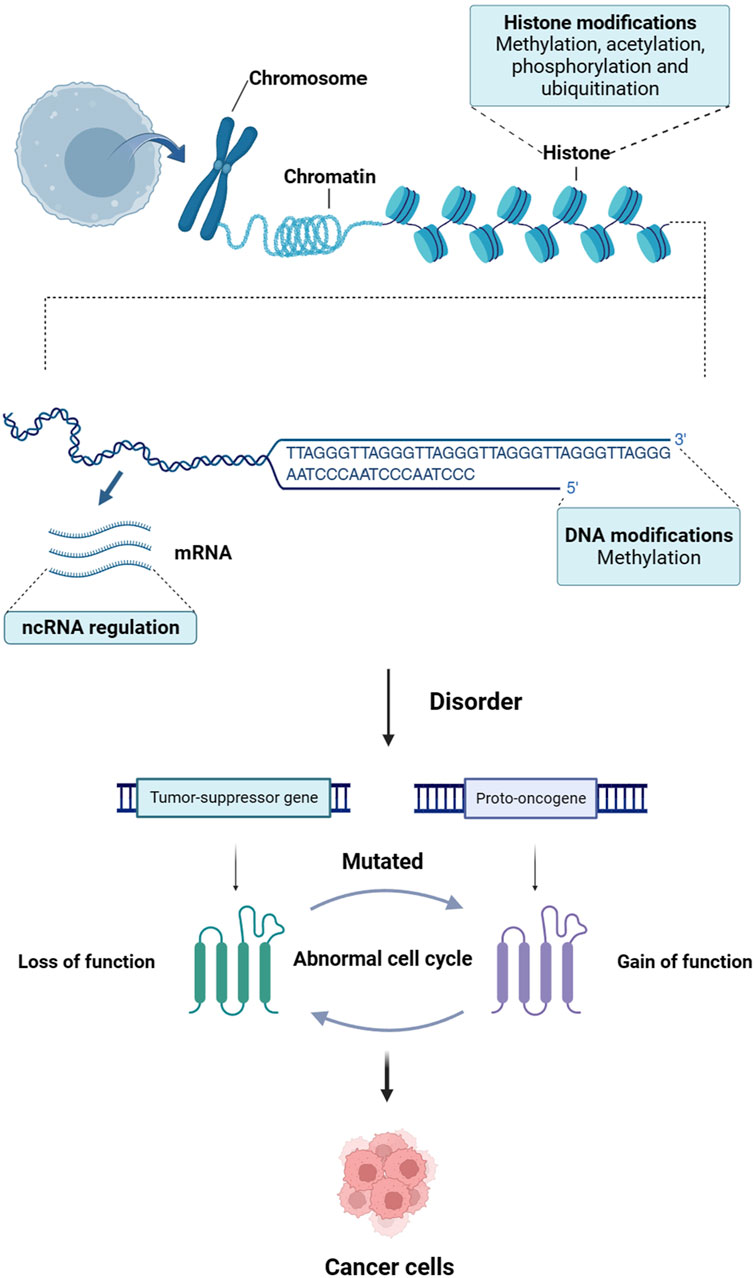 Frontiers | Research progress and applications of epigenetic 
