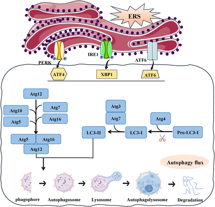 Frontiers | Acute Kidney Injury: Exploring Endoplasmic Reticulum Stress ...