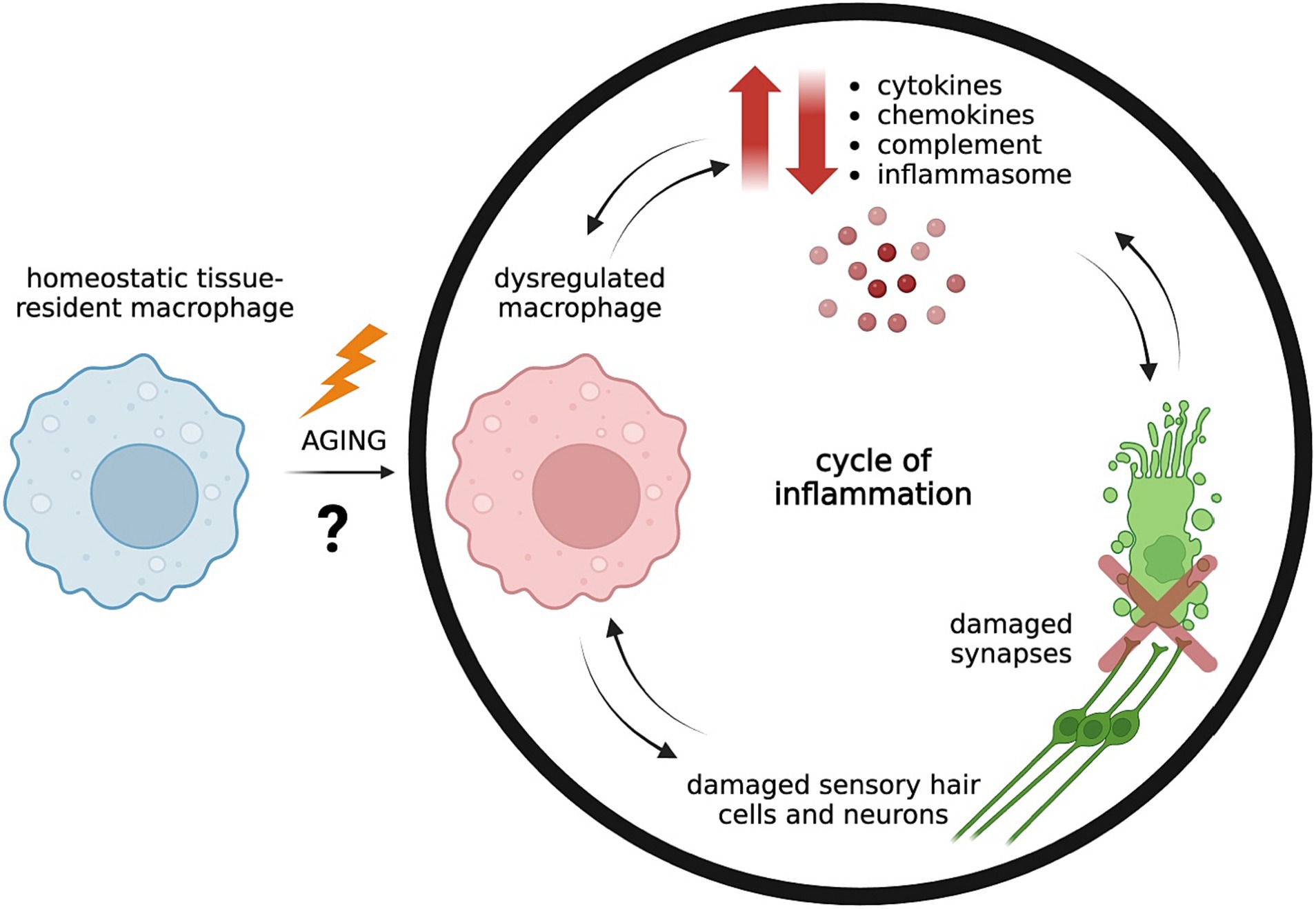 Frontiers  Research Progress on the Mechanism of Cochlear Hair Cell  Regeneration