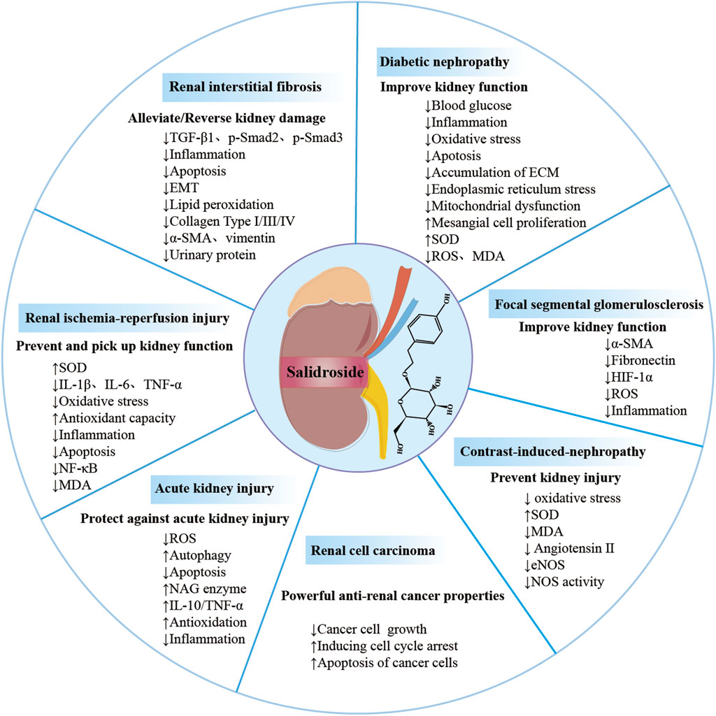 Frontiers | Pharmacological functions of salidroside in renal 