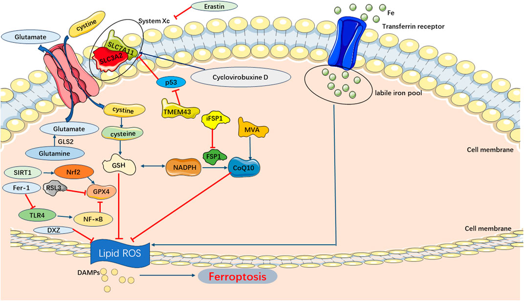 Frontiers - Current insight on the mechanisms of programmed cell death in sepsis-induced ...