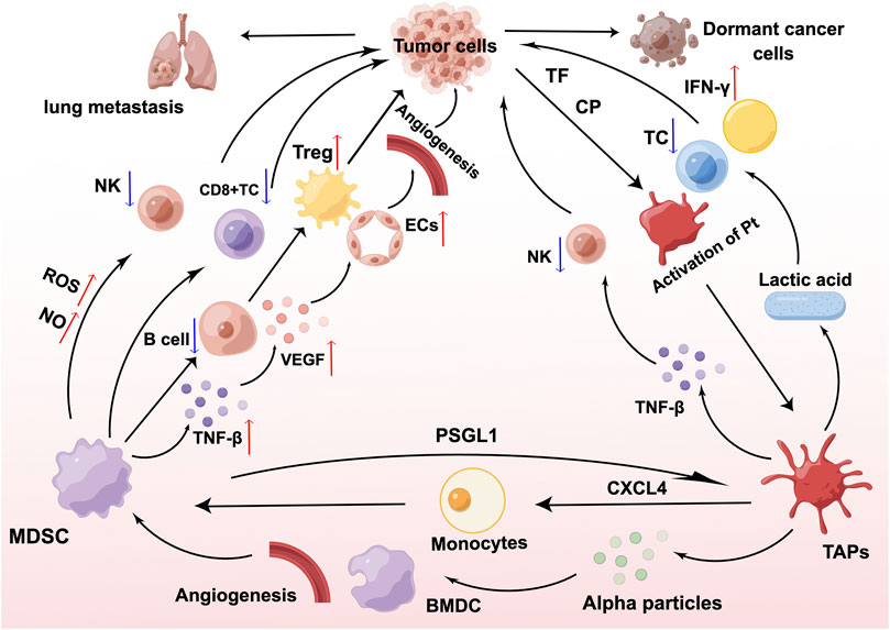 Frontiers | Study on the mechanism of MDSC-platelets and their 