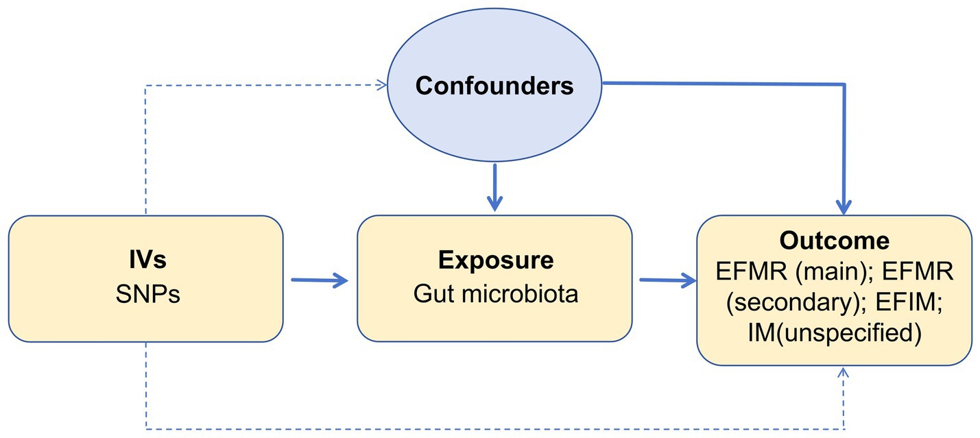 Frontiers  Association between gut microbiota and menstrual disorders: a  two-sample Mendelian randomization study