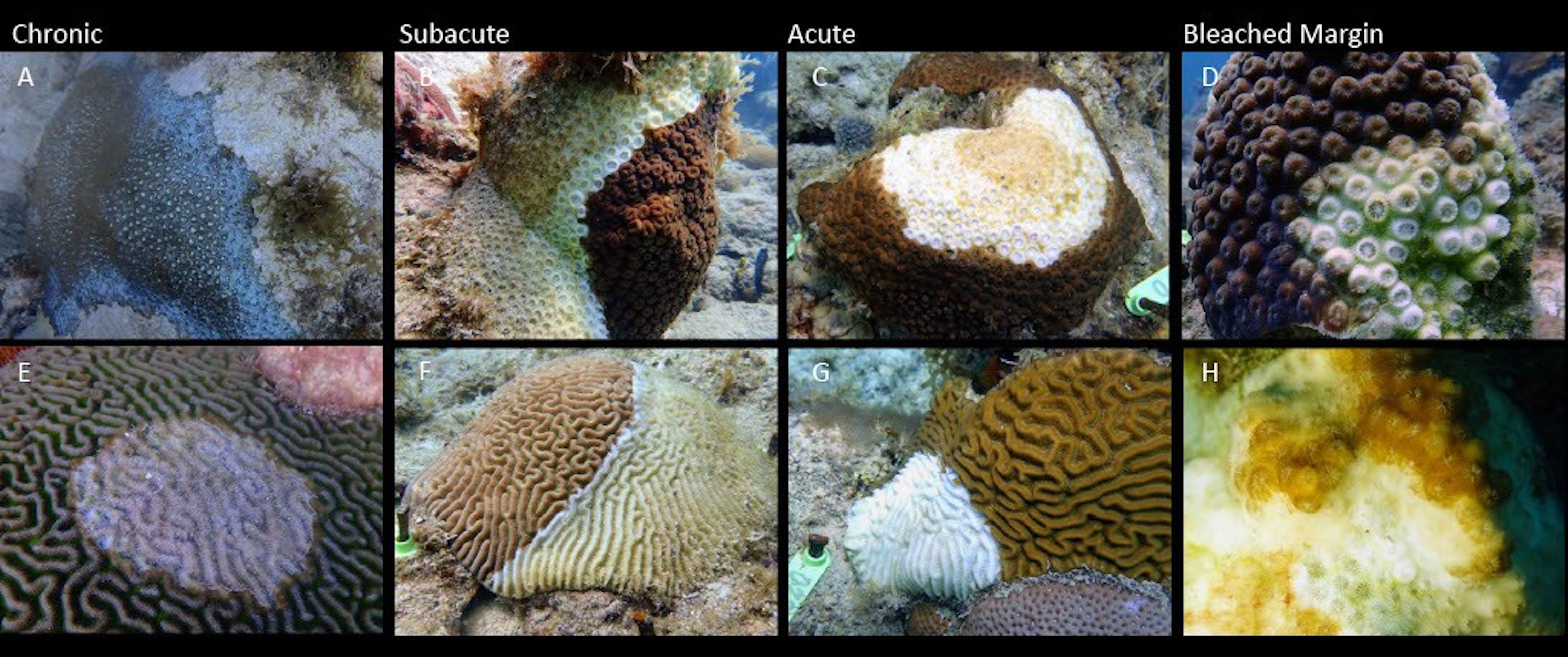 Frontiers | Stony coral tissue loss disease: a review of emergence ...