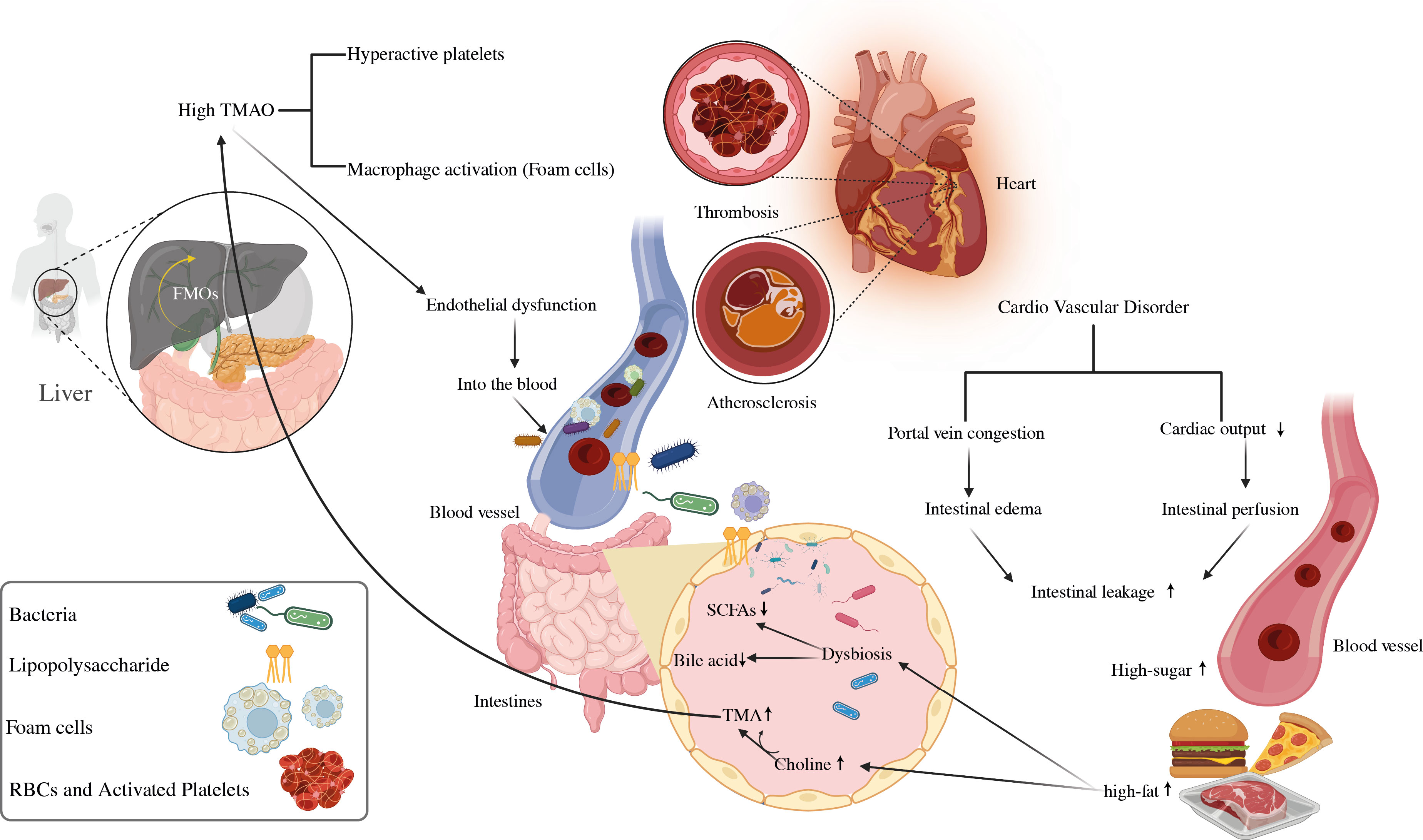 Frontiers  Role of the intestinal microbiome and its therapeutic  intervention in cardiovascular disorder