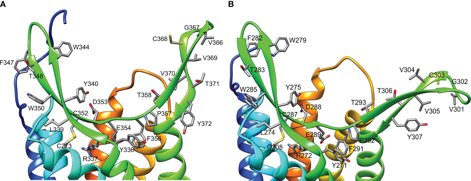 Frontiers | In silico analysis of crustacean hyperglycemic hormone ...