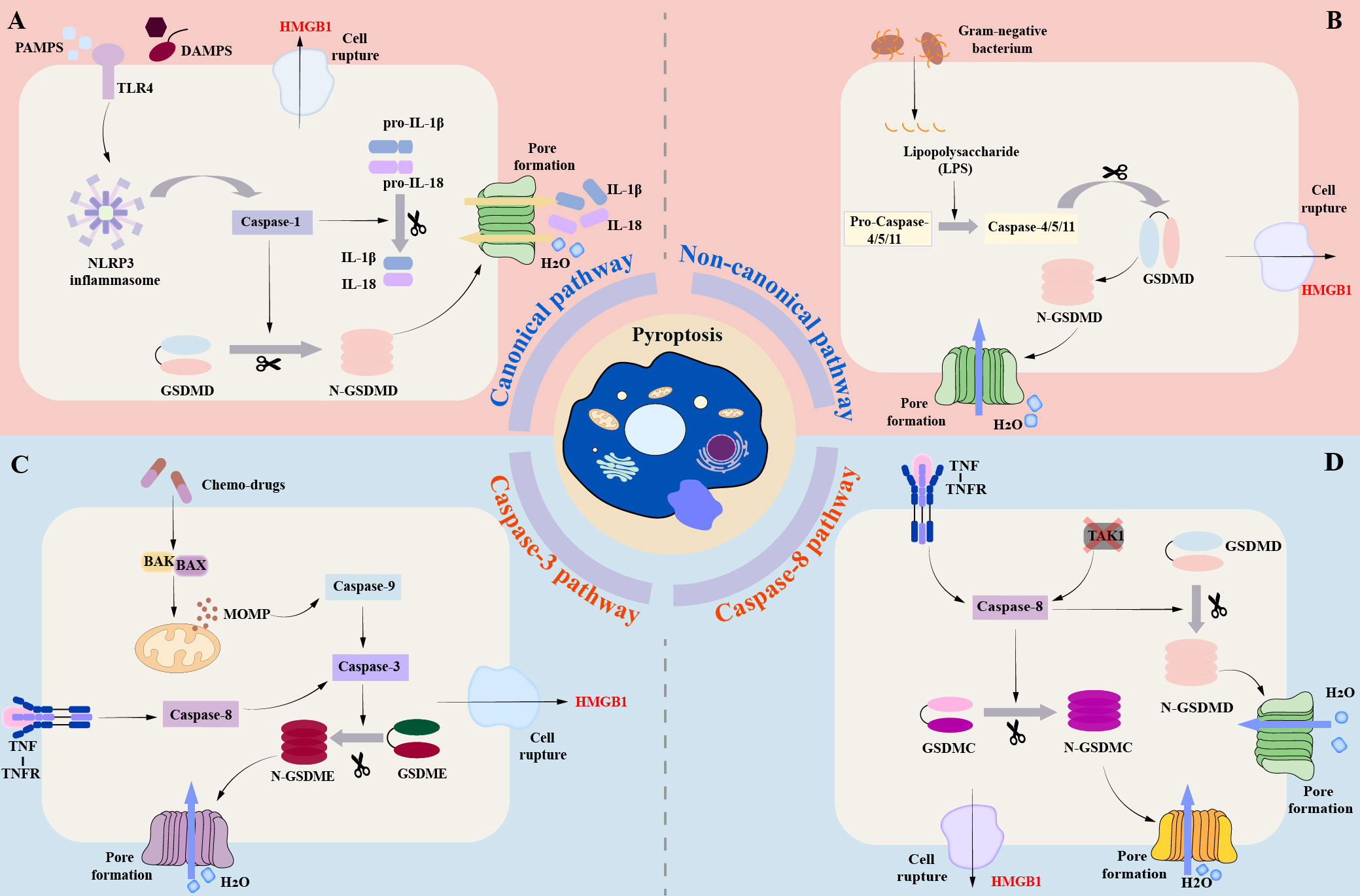 Frontiers Role of pyroptosis in diabetic cardiomyopathy an