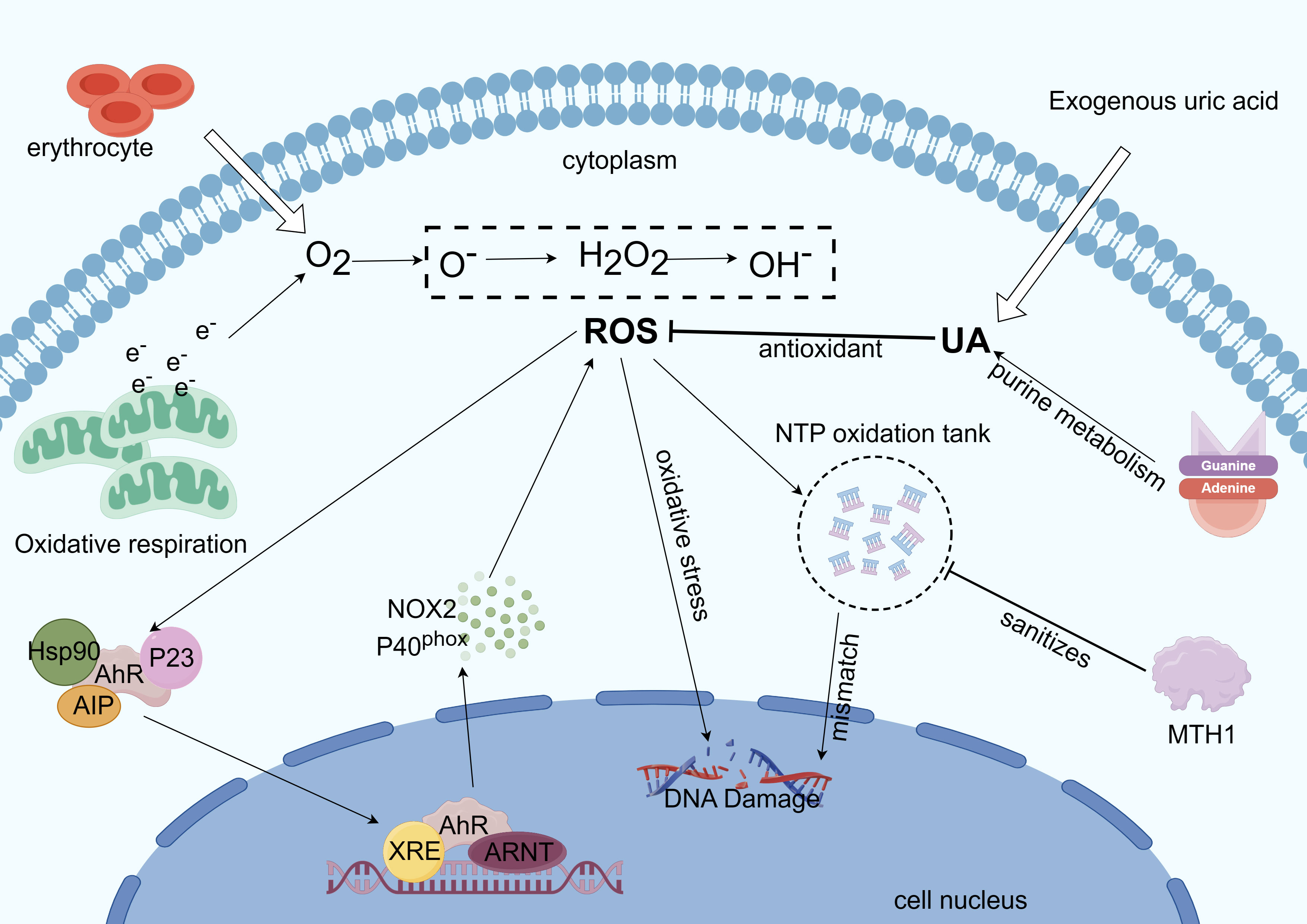 Frontiers The Potential Of Aryl Hydrocarbon Receptor As Receptors For