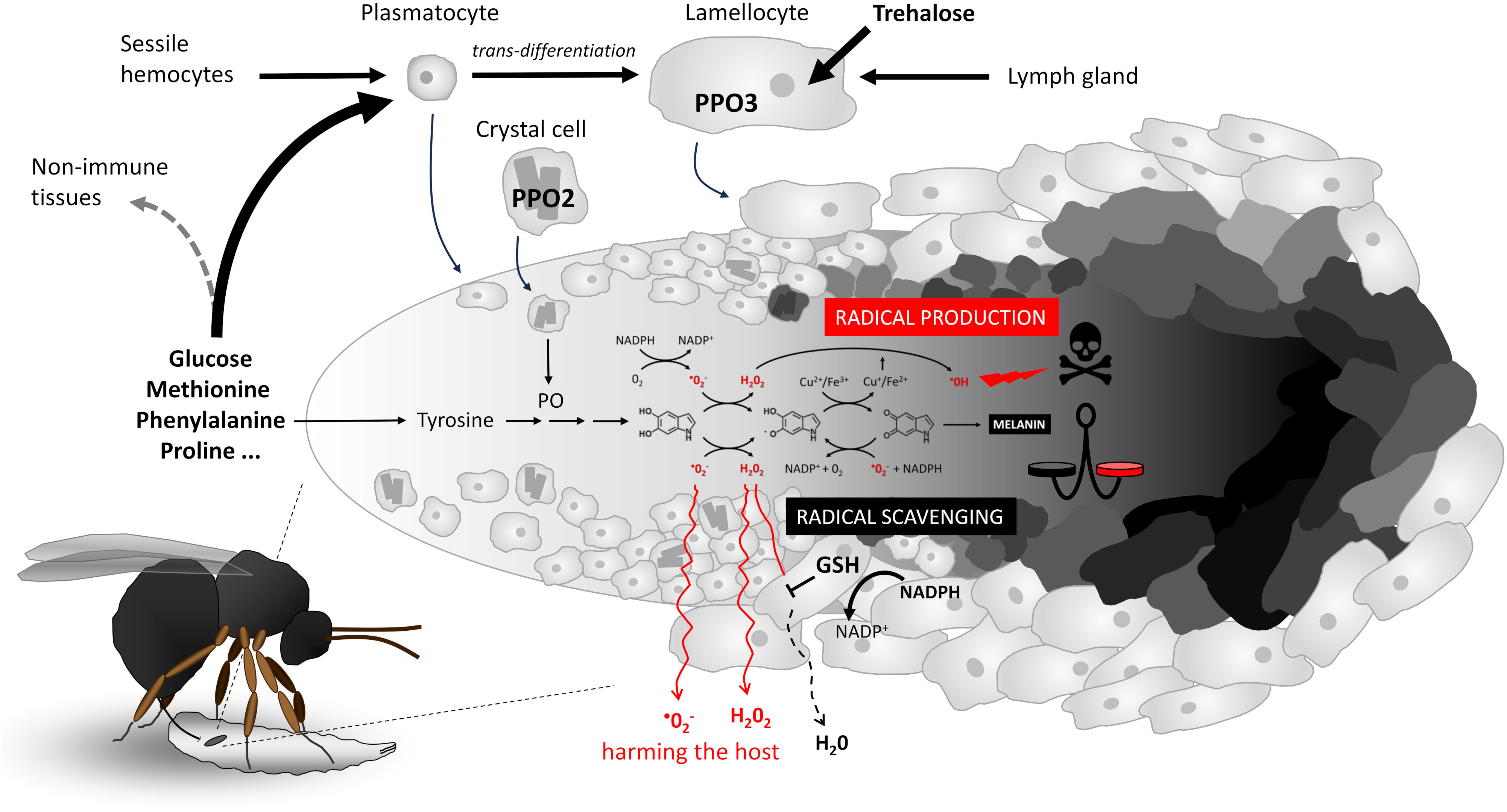 Frontiers | How to eliminate pathogen without killing oneself?  Immunometabolism of encapsulation and melanization in Drosophila