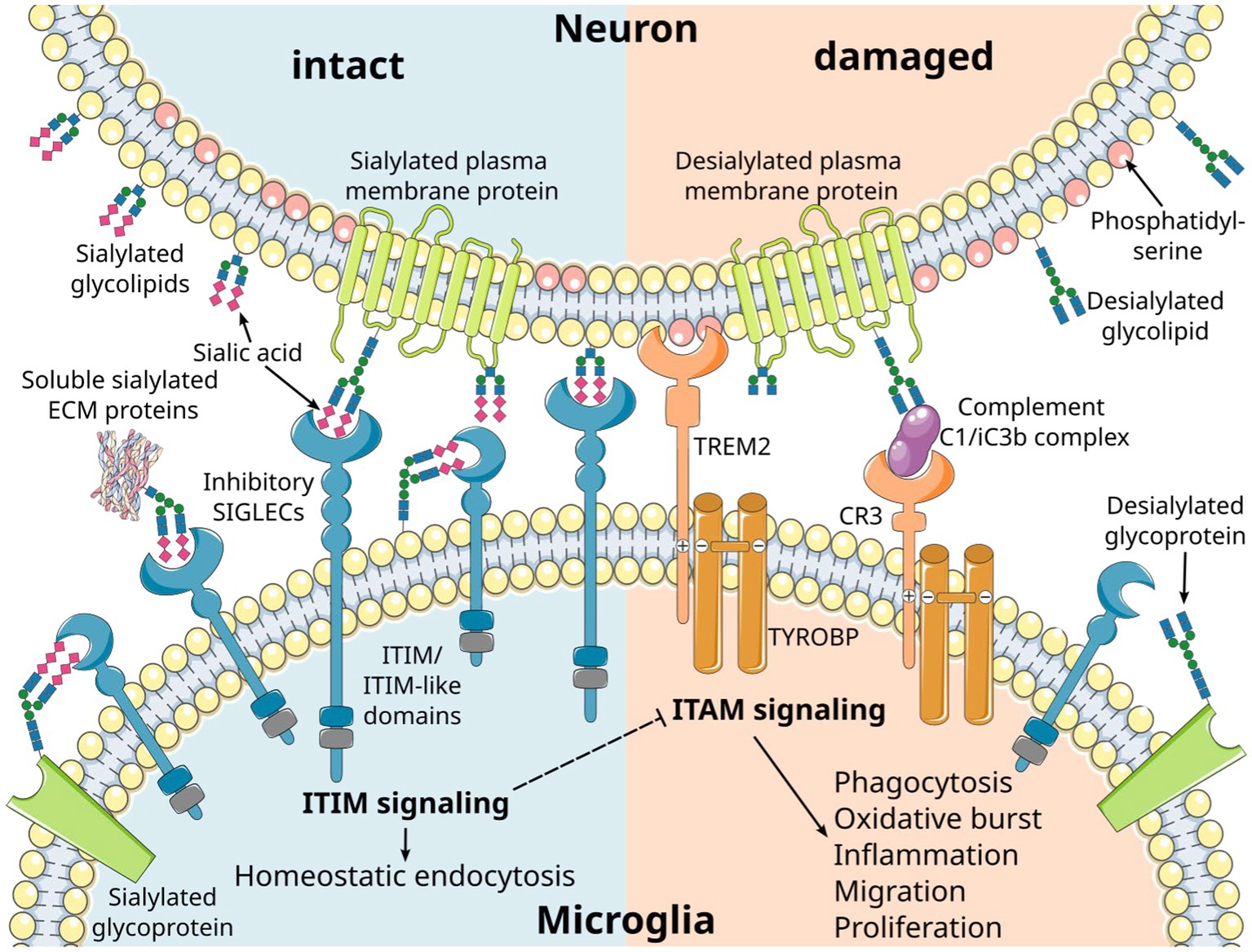 Similar To A Previous Study (19)