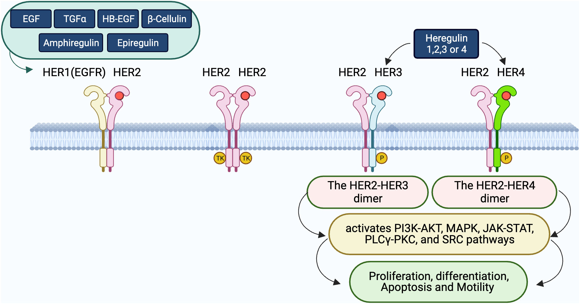 Frontiers | Targeting HER3 to overcome EGFR TKI resistance in NSCLC