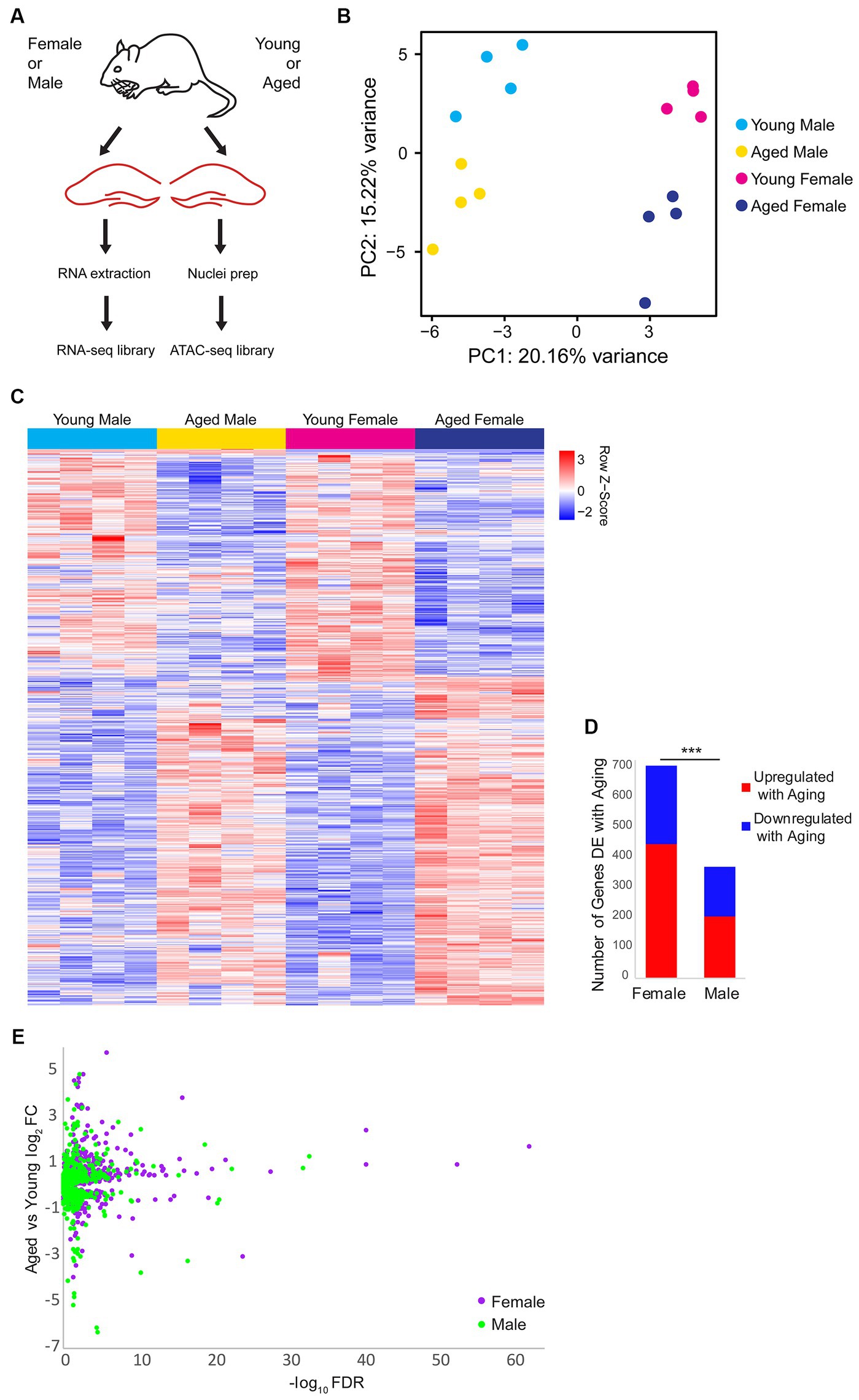 Frontiers | Aging differentially alters the transcriptome and 