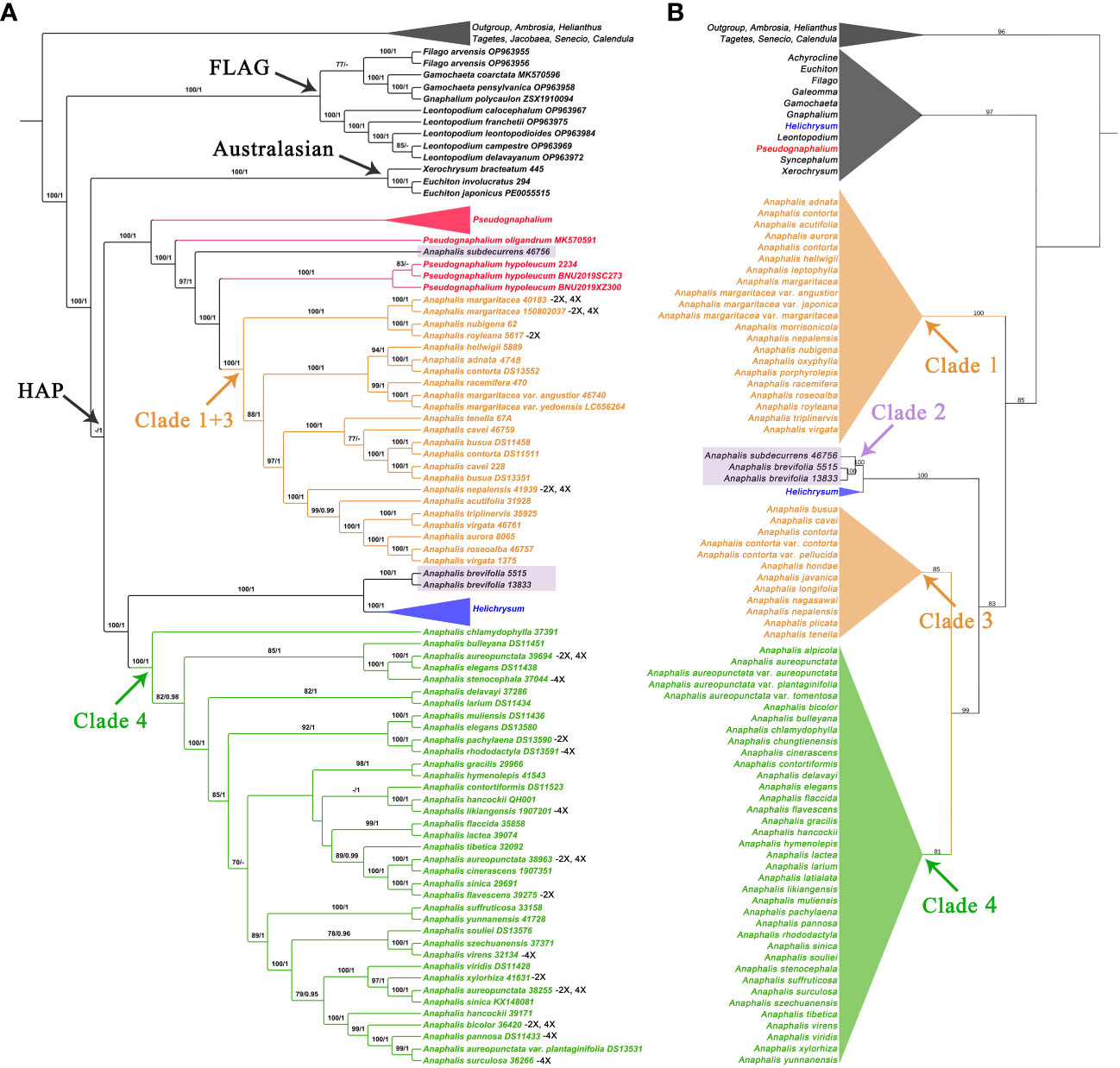 Frontiers | Phylogeny, biogeography, and character evolution of 