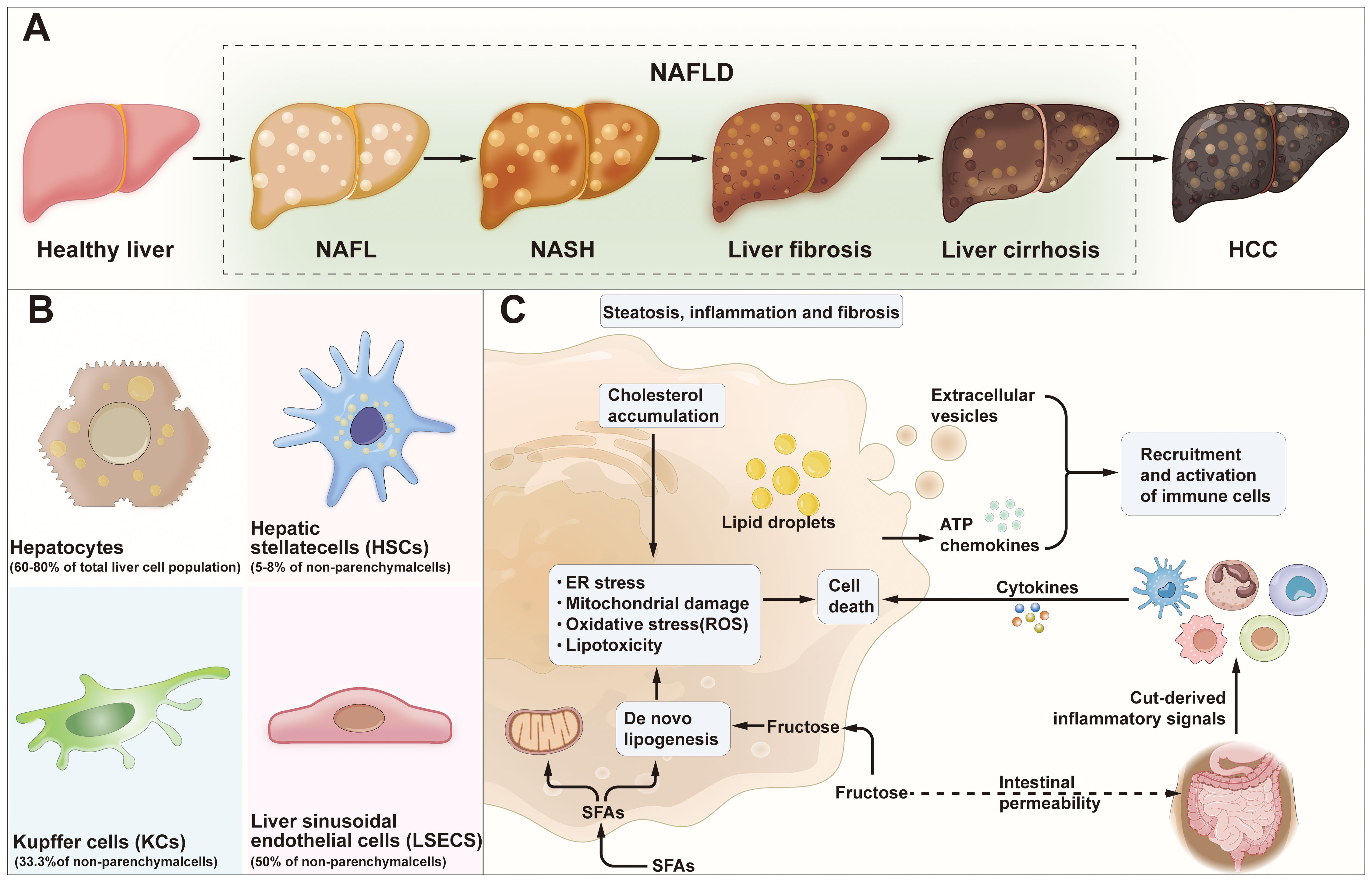 Frontiers | Immunomodulation in non-alcoholic fatty liver disease ...