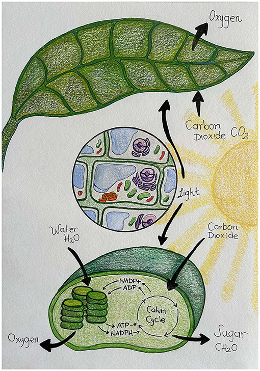 Figure 1 - The process of photosynthesis in a plant leaf.
