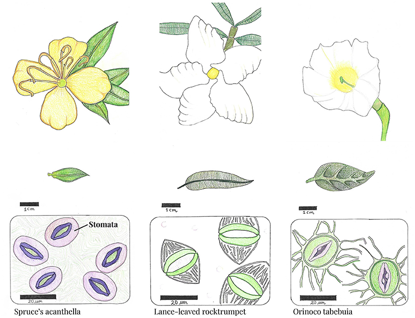 Figure 2 - Flowers, leaves, and stomata of three plant species that grow on big tropical rock outcrops in Colombia: Spruce’s acanthella (left), lance-leaved rocktrumpet (middle), and orinoco tabebuia (right).
