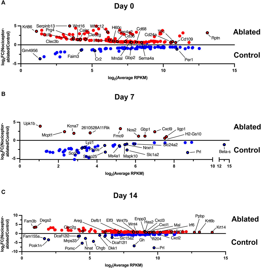 Frontiers Sex Specific Nociceptor Modulation Of The Apical Periodontitis Transcriptome 1741