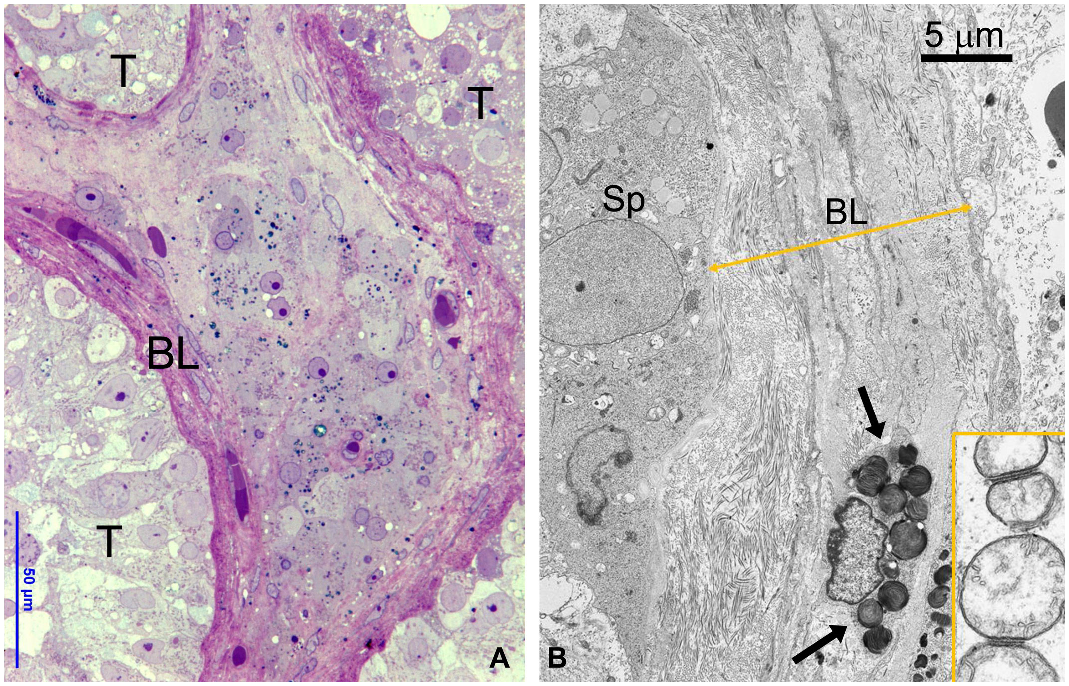 Histology, microscopy, anatomy and disease: Week 3: 2.1