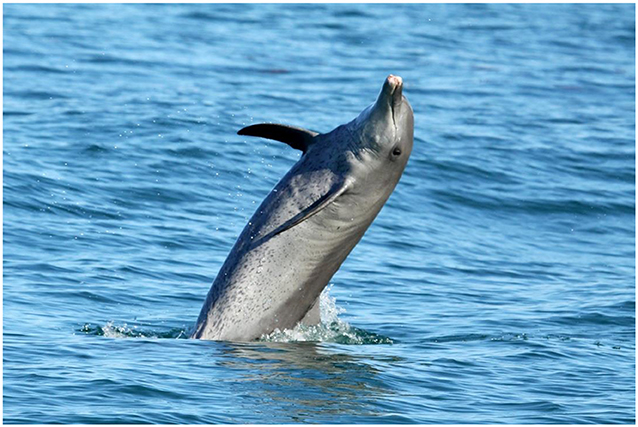 Figure 1 - Indo-pacific bottlenose dolphin with speckling pattern.