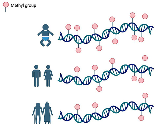 Figure 2 - DNA (blue spiral) loses methylation as individuals age.