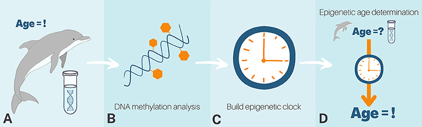 Figure 3 - There are 4 basic steps in building/using an epigenetic clock.