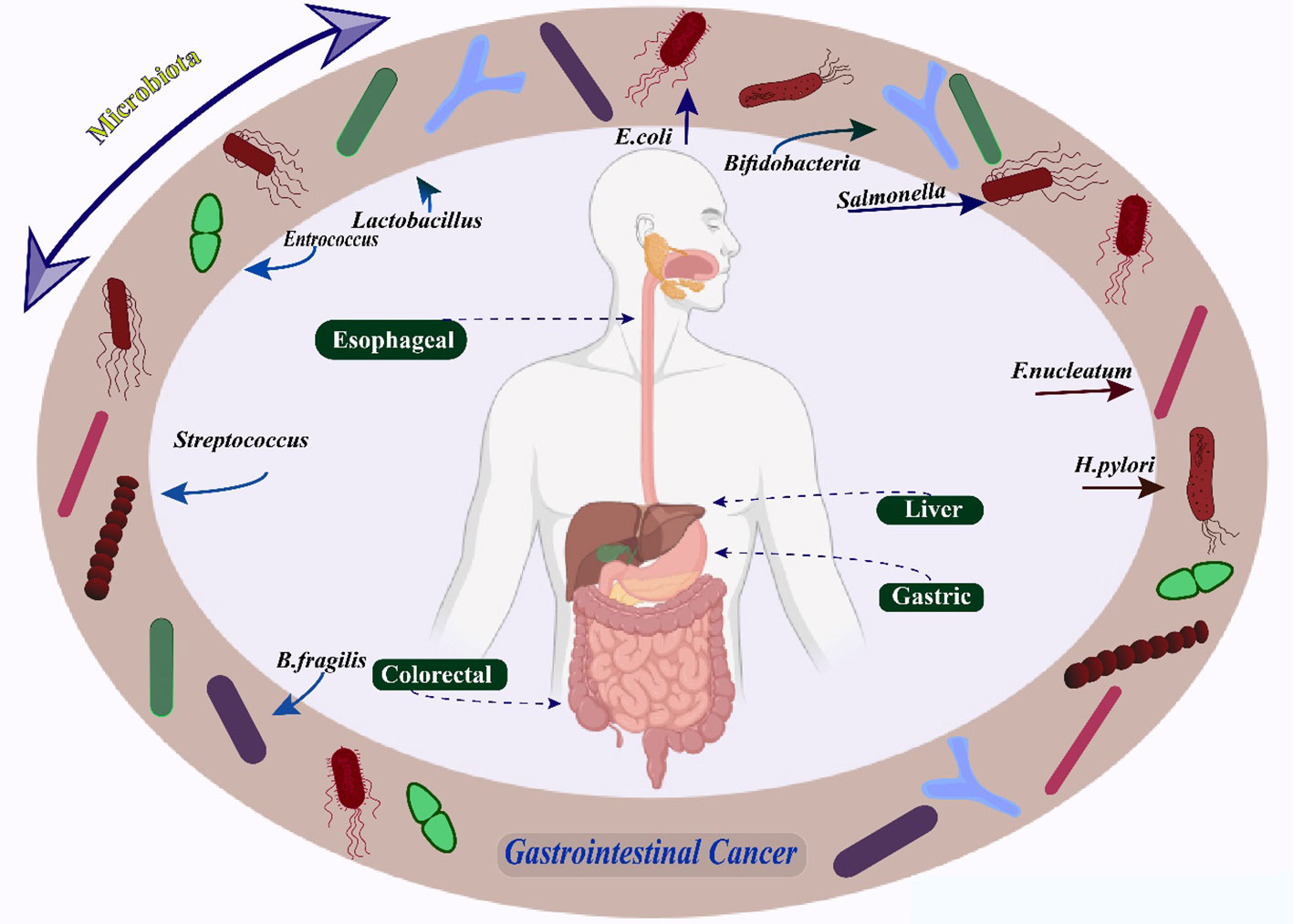 Frontiers  The role of microbiomes in gastrointestinal cancers