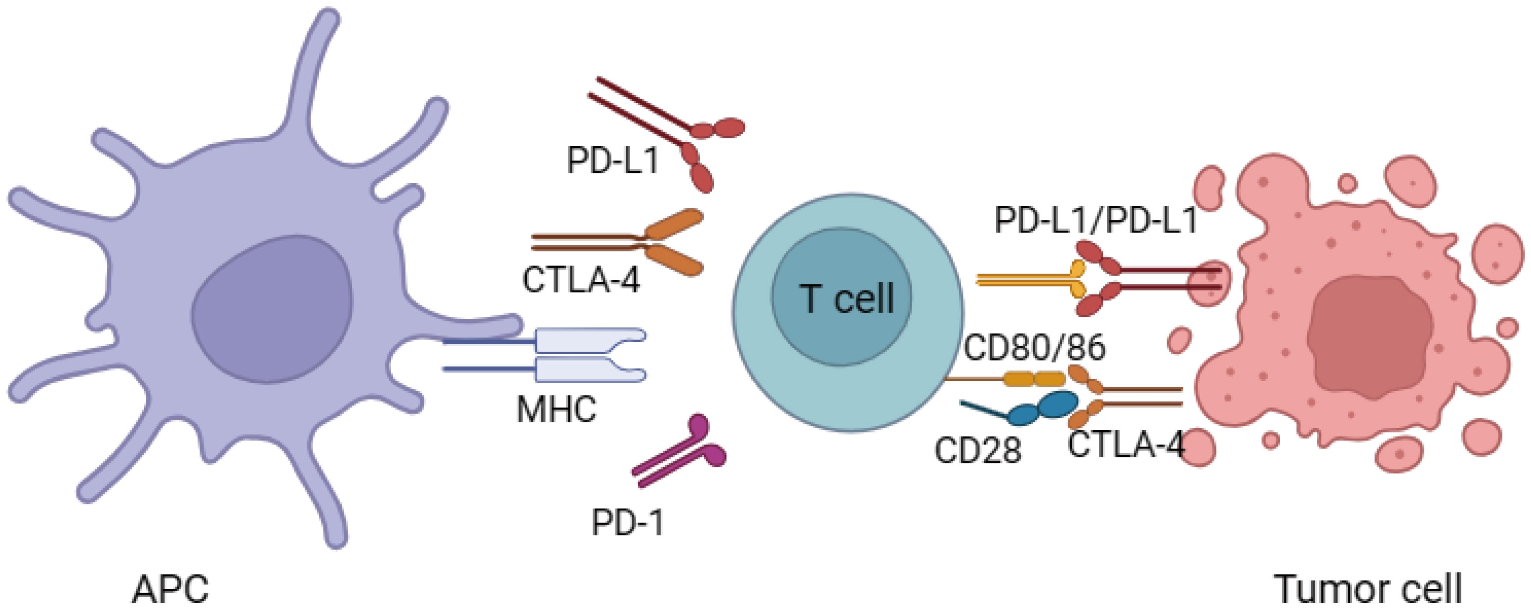 Frontiers | Immunotherapy-associated cardiovascular toxicities