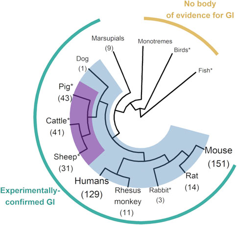 Frontiers | Livestock species as emerging models for genomic imprinting