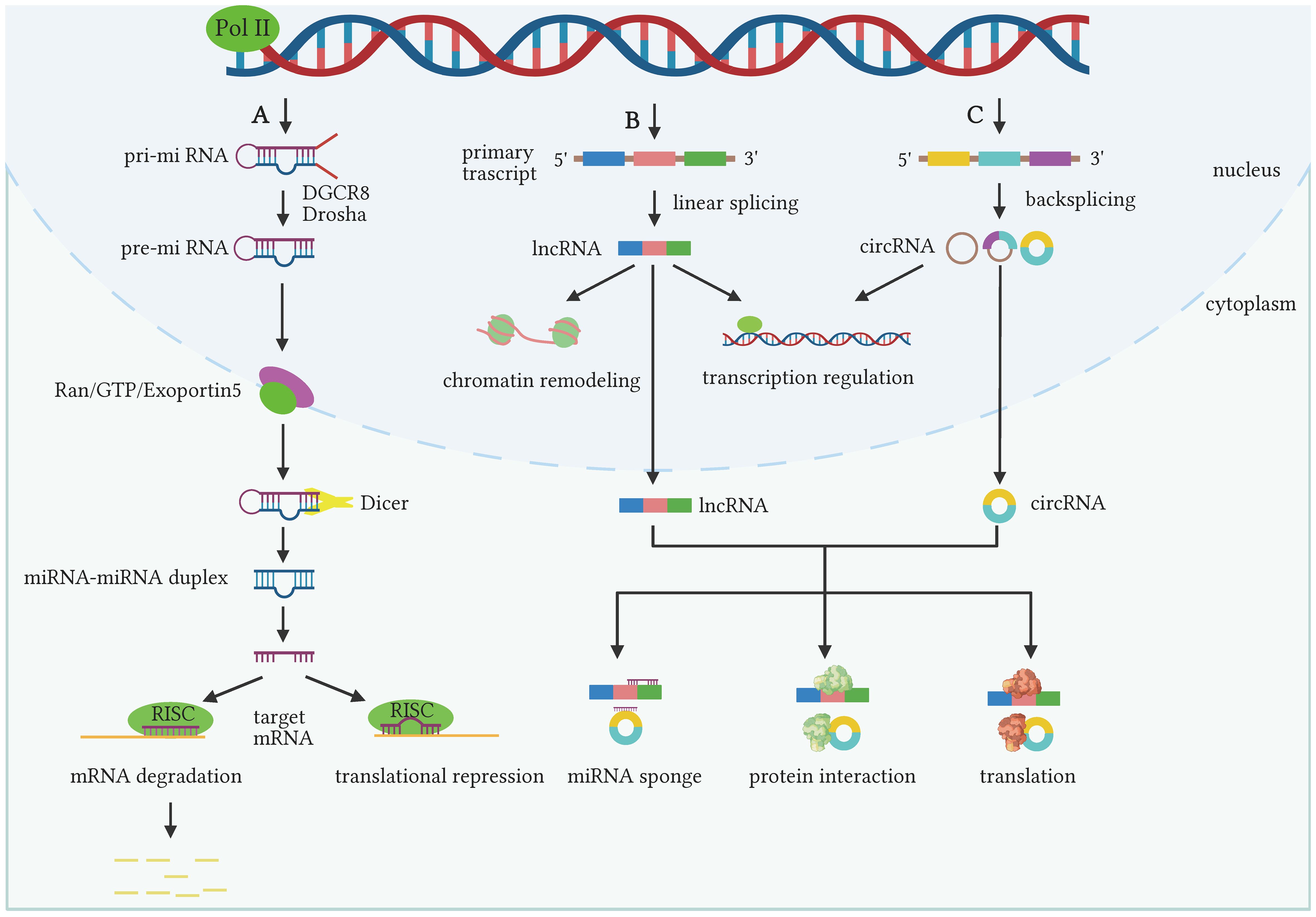 Frontiers | Exosomal noncoding RNAs in gynecological cancers 