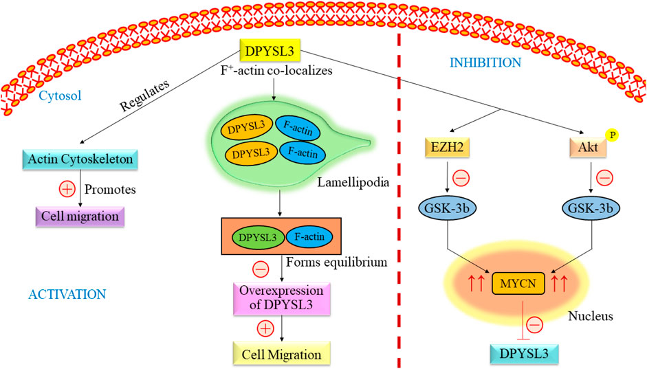 Frontiers | Revolutionizing pediatric neuroblastoma