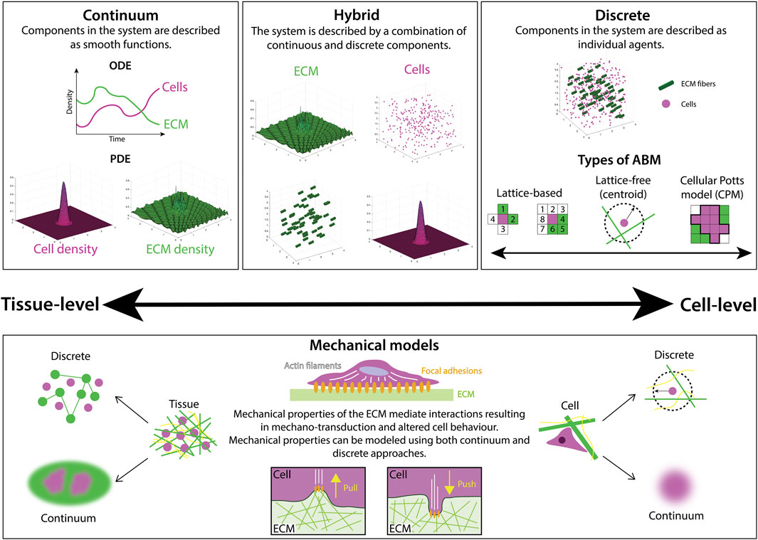Frontiers  Modeling the extracellular matrix in cell migration