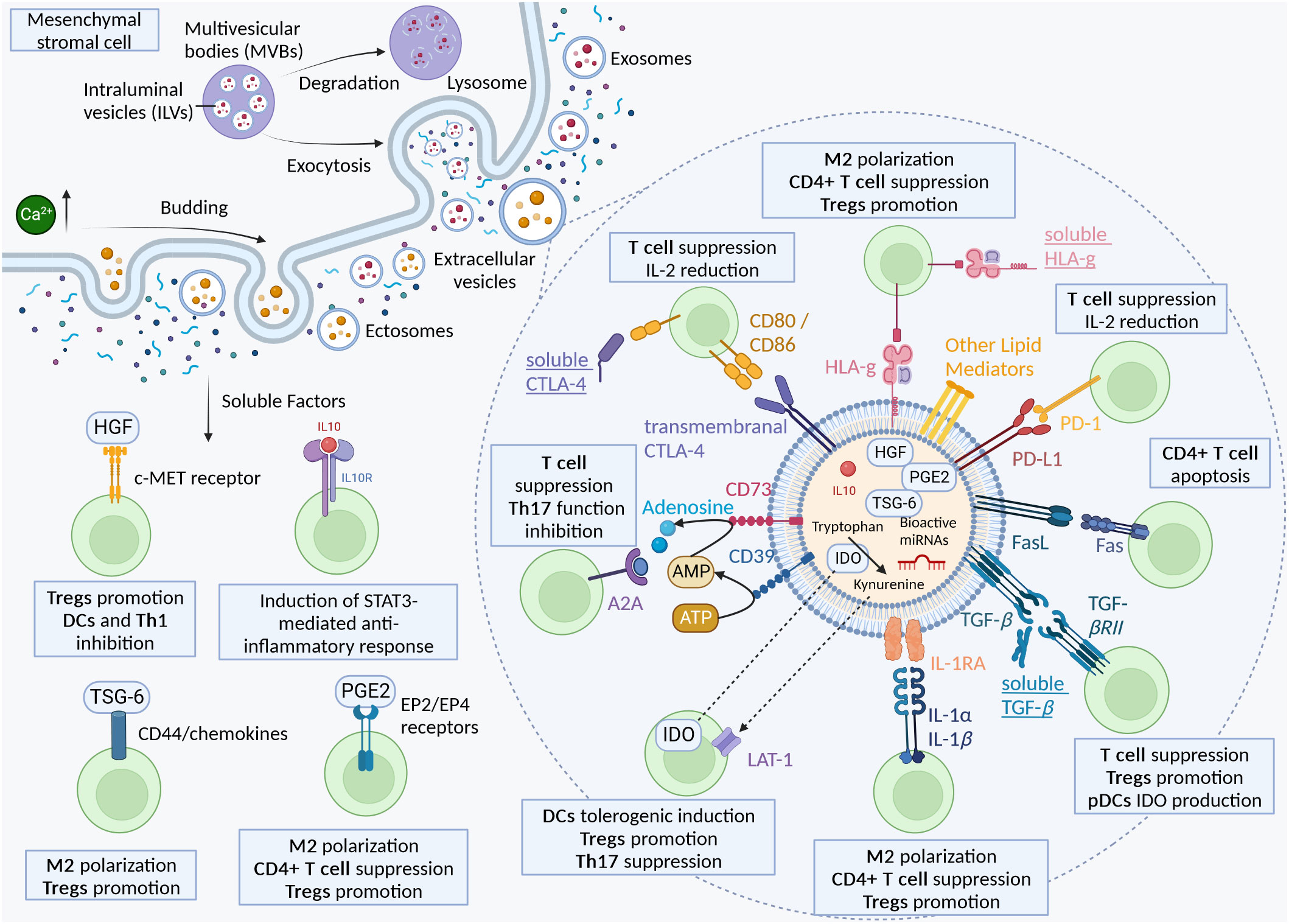 Frontiers | Mesenchymal stromal cell derived extracellular vesicles as ...