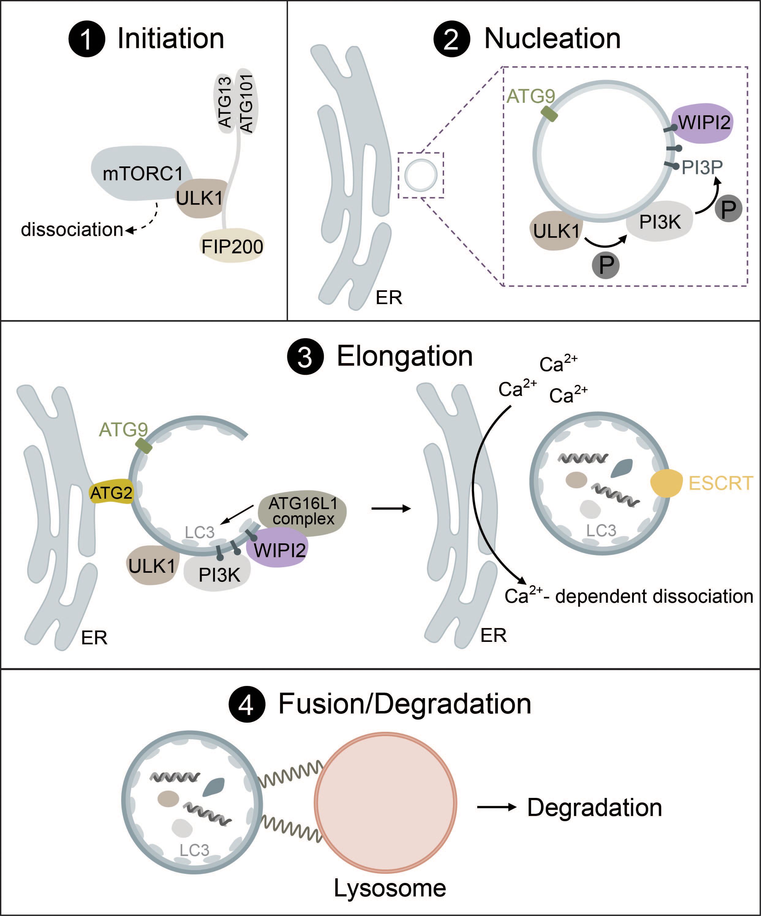 Frontiers | The interplay between autophagy and cGAS-STING