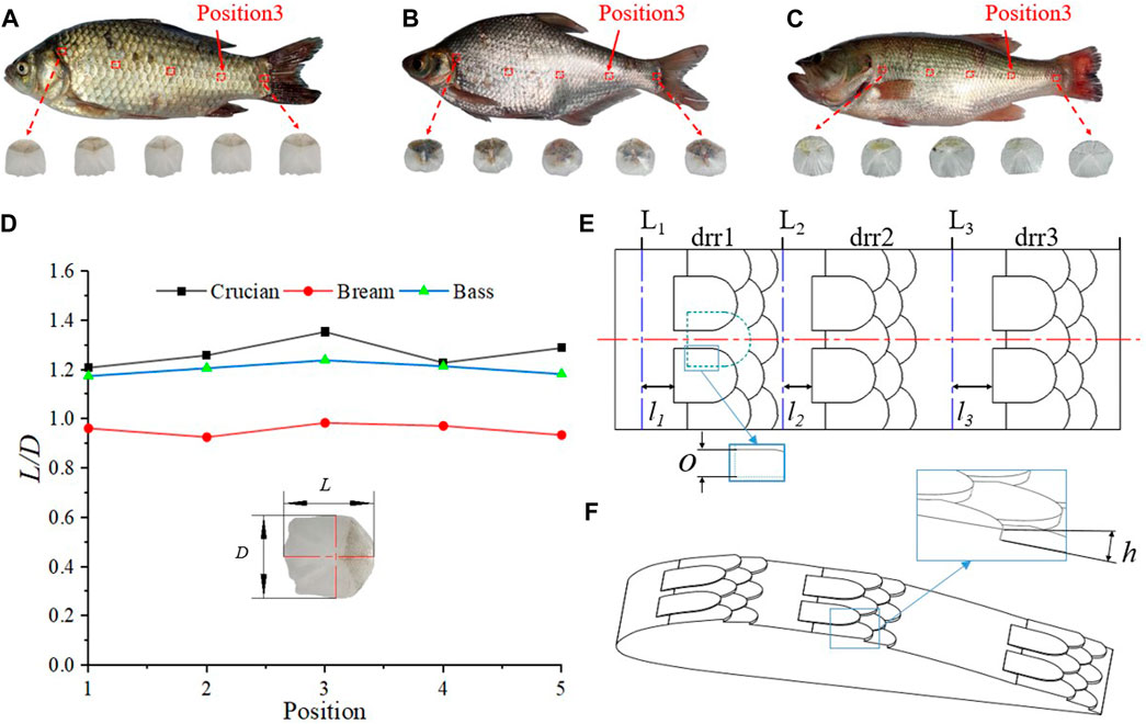 Transition delay using biomimetic fish scale arrays