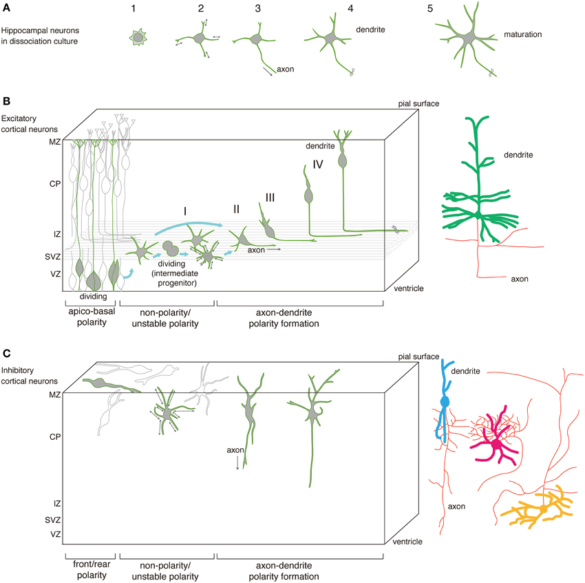 neuron dendrite development