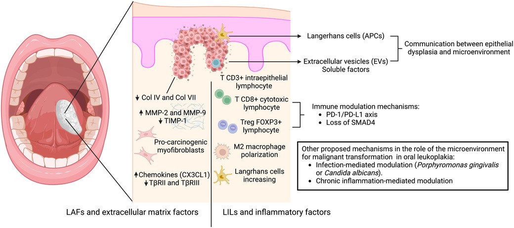 Frontiers | New insights into the role of the oral leukoplakia 