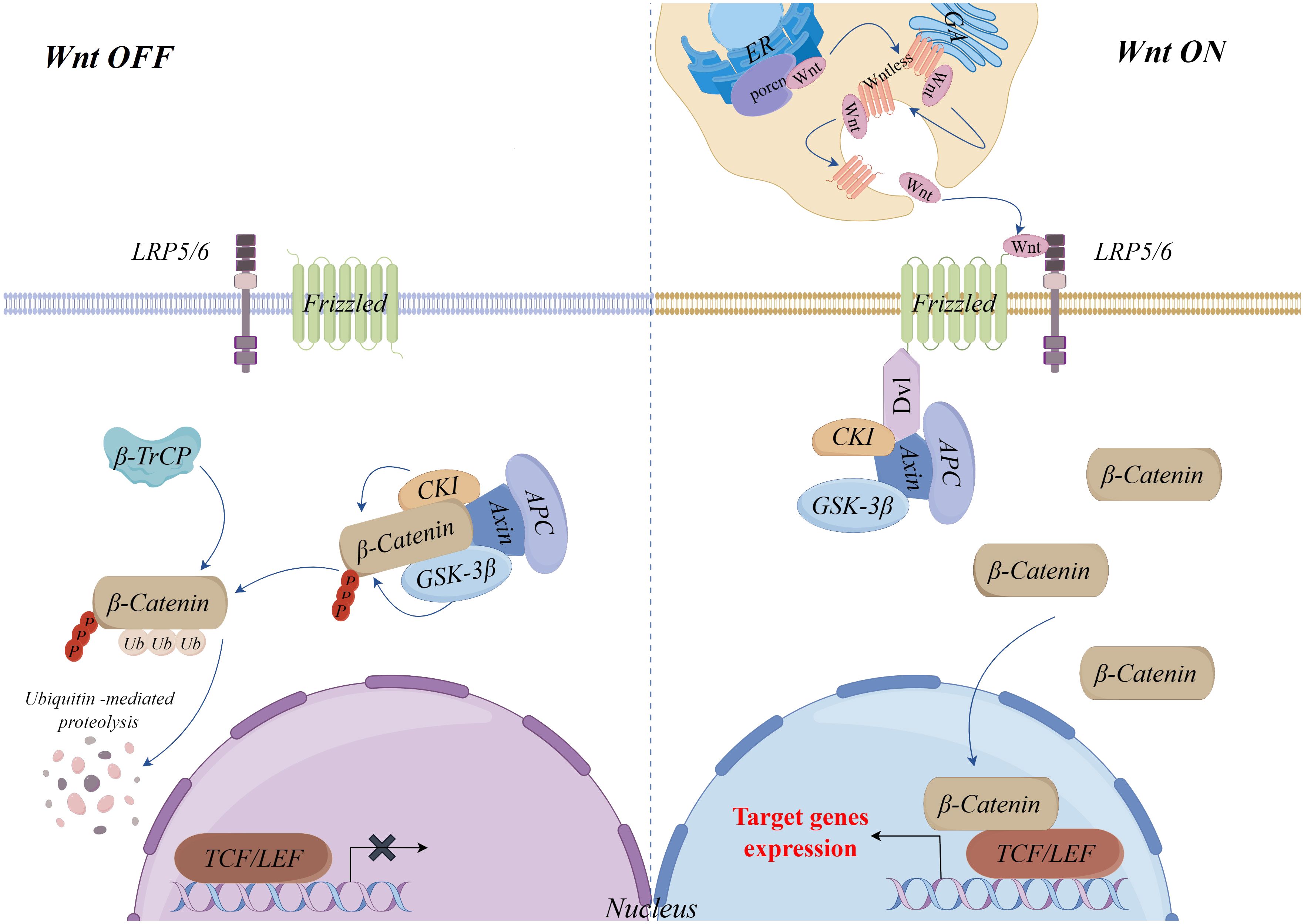Frontiers | Wnt/β-Catenin signaling pathway in hepatocellular 