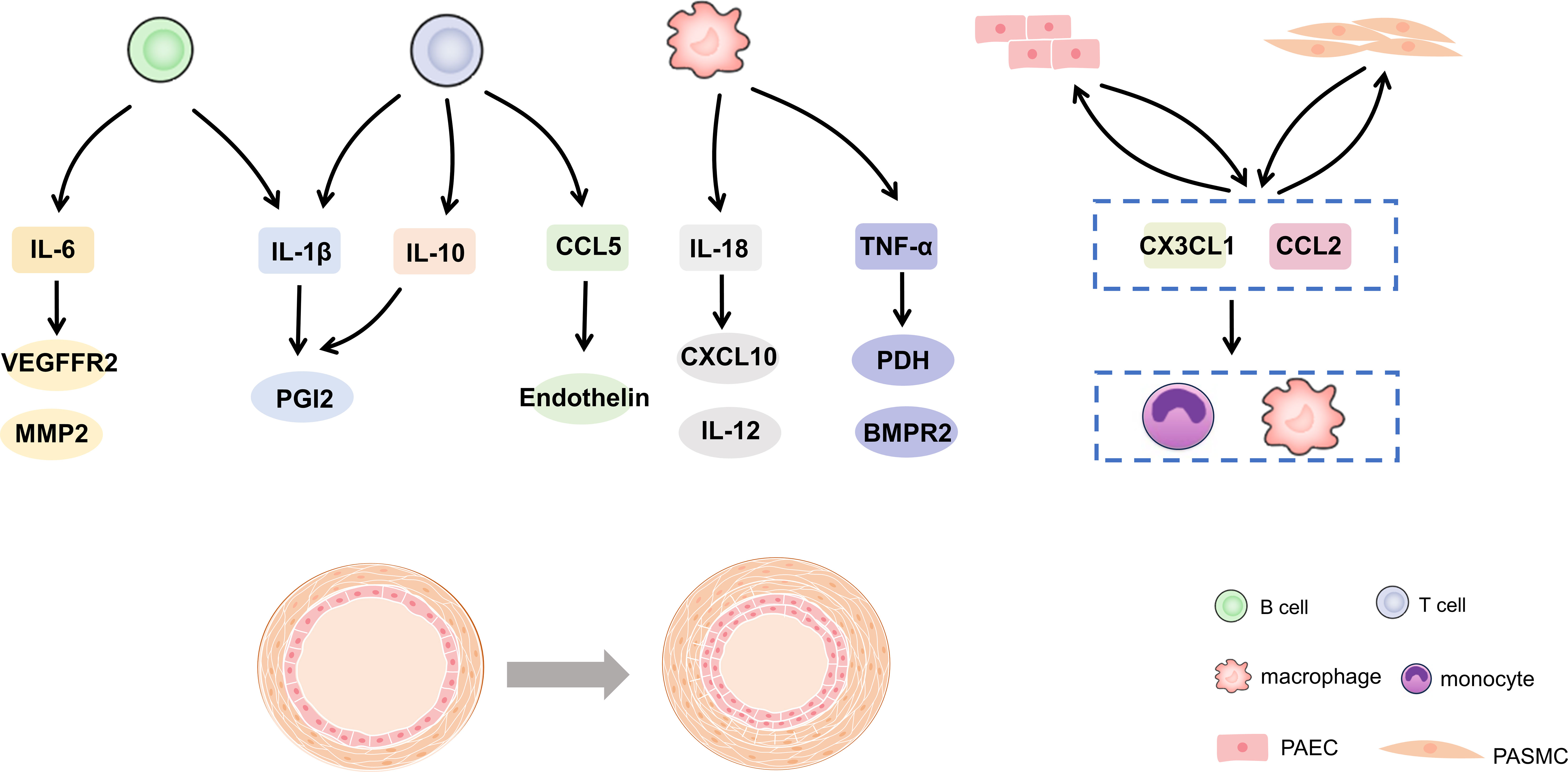 Frontiers | The role of immune cells and inflammation in pulmonary 
