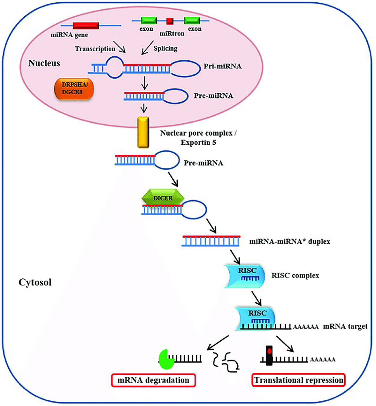 Frontiers | The role of miRNAs as biomarkers in breast cancer