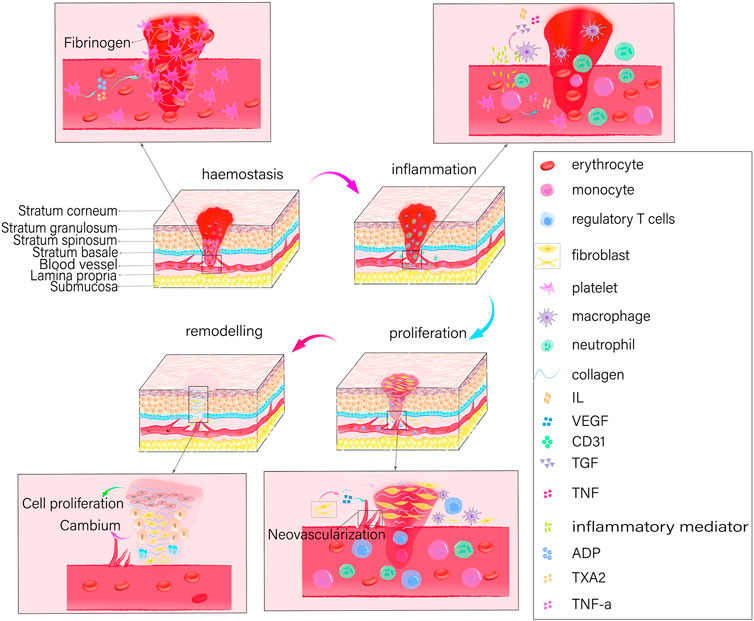 Frontiers | Precise healing of oral and maxillofacial wounds: tissue ...