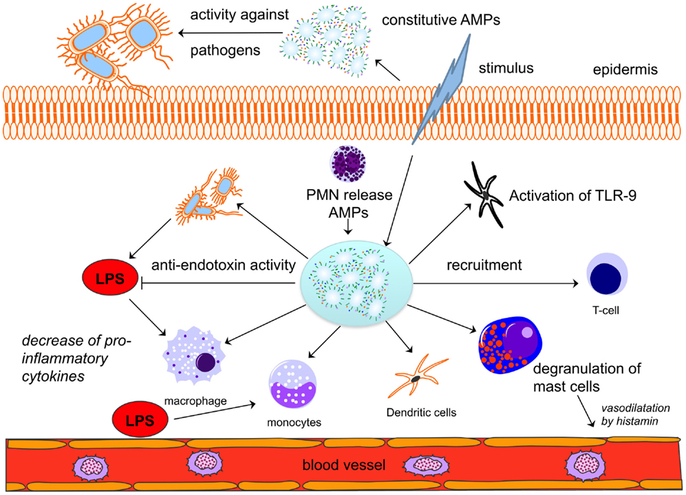 Frontiers | Antimicrobial Peptides in Human Sepsis | Immunology